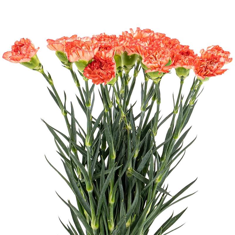 Flowers Logo
