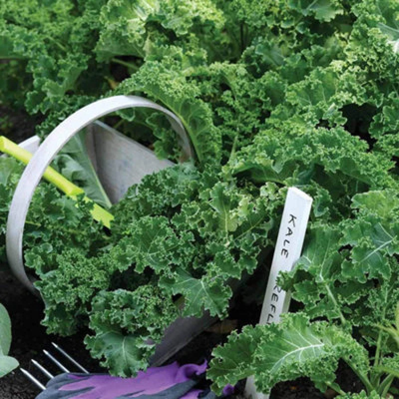 Image of Thompson & Morgan Kale Reflex F1 Hybrid 1 Seed Packet