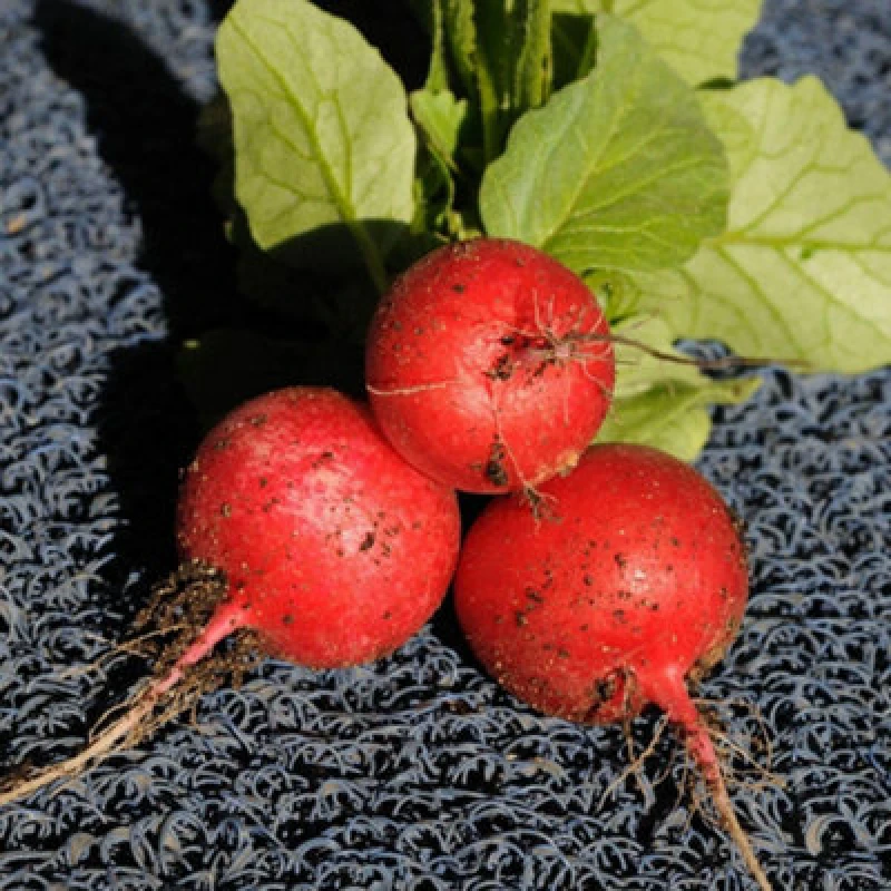 Image of Thompson & Morgan Radish Saxa 2 Seeds - Early Sweet Scarlet Hardy Annual Ideal For Garden Or Patio Containers 100 Seeds
