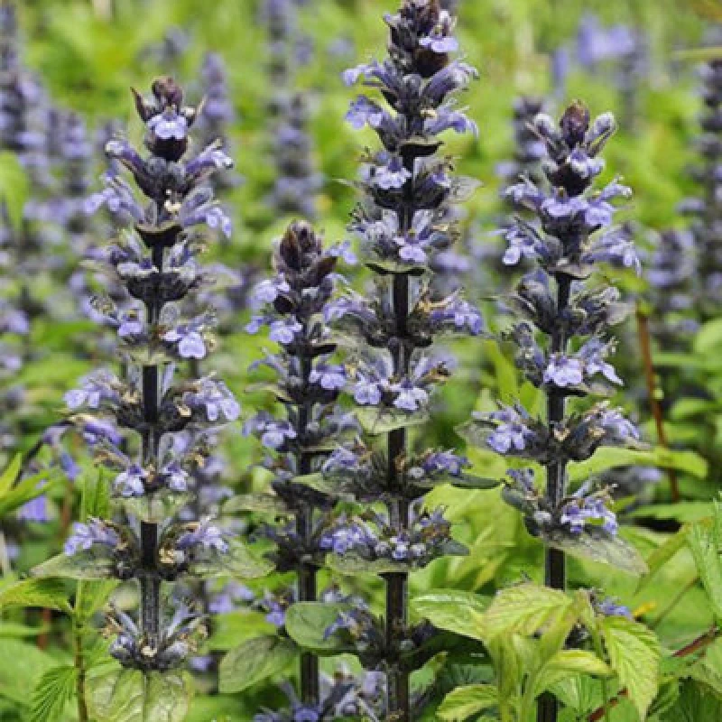 Image of Thompson & Morgan Ajuga Reptans Caitlins Giant 1 Litre Potted Plants X 1