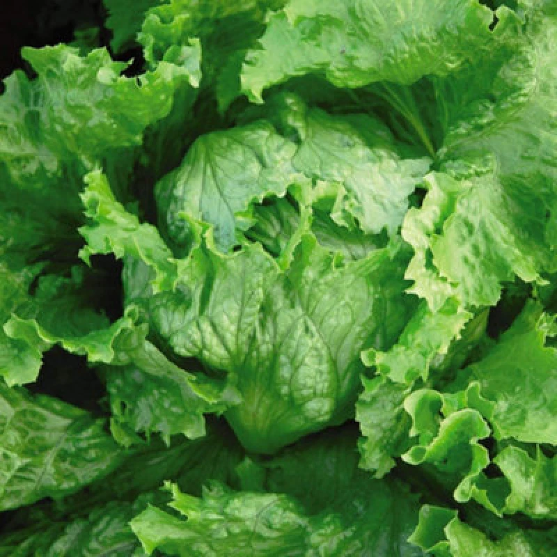 Image of Thompson & Morgan Lettuce Webbs Wonderful 1 Seed Packet