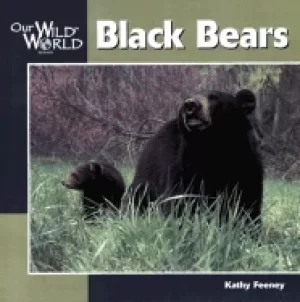Image of black bear