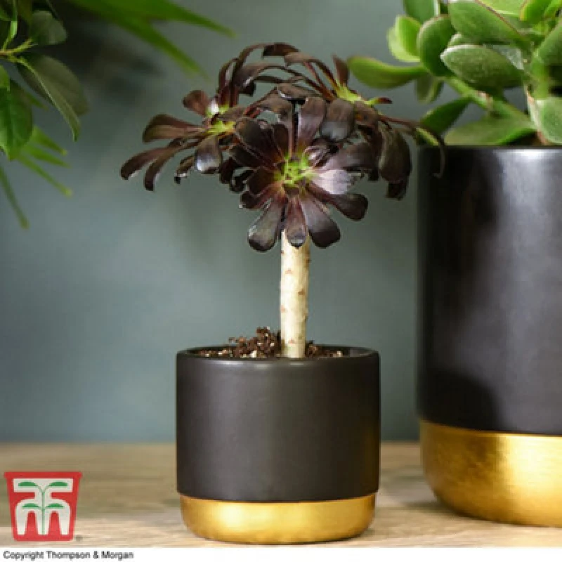 Image of Thompson & Morgan Houseplant - Aeonium Arboreum On Stem 9Cm Pot X 1