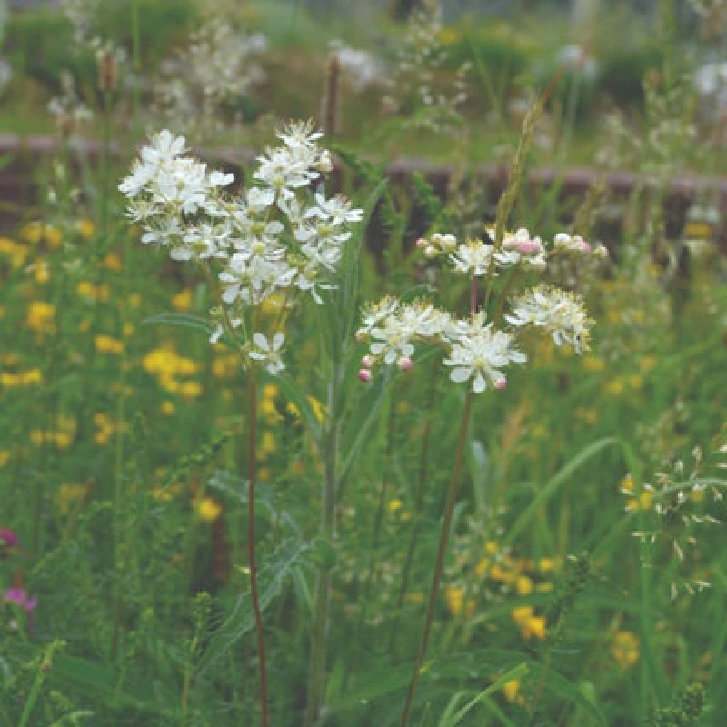 Image of Thompson & Morgan Filipendula Ulmaria 9Cm Potted Plant X 1