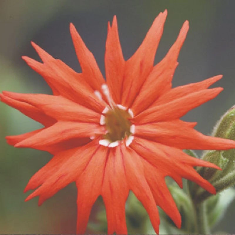 Image of Thompson & Morgan Silene Laciniata Starburst Seeds - Hardy Perennial Cardinal Catchfly - Striking Carmine Fringed Flowers - 20 Seeds