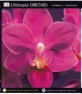Image of ultimate orchid