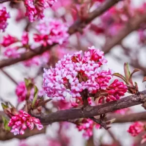 Image of Thompson & Morgan Viburnum Bodantense Dawn 9cm Pot x 2