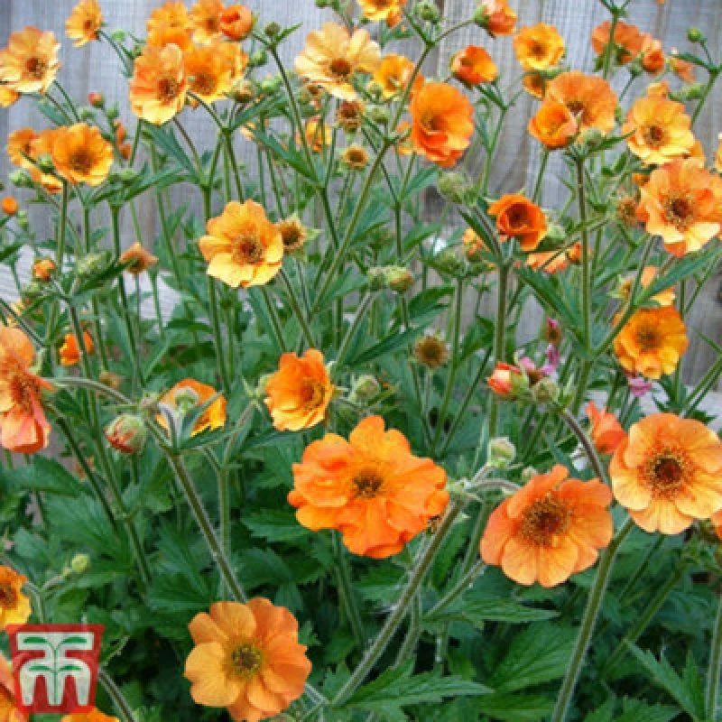 Image of Thompson & Morgan Geum Totally Tangerine 9Cm Potted Plant X 2 Peat Free