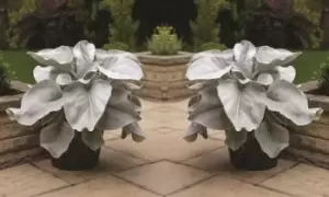 Image of Senecio Angel Wings Potted Plant 9cm, Two, Silver