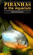 Image of piranhas in the aquarium