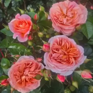 Image of Yougarden It's A Wonderful Life Rose
