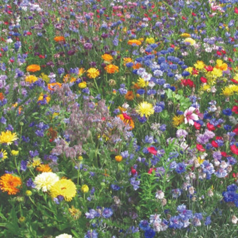 Image of Thompson & Morgan Easy Annuals Seed Mix 10 Colorful Varieties For Continuous Summer Blooms - Borage Cornflowers Flax Marigolds Mal