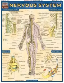 Image of Nervous System by Vincent Perez