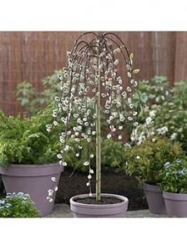Image of Salix Kilmarnock' 90Cm Standard (Weeping Willow)