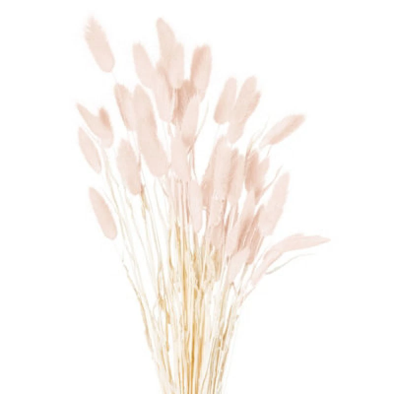 Image of Hill Interiors Dried Pale Pink Bunny Tail Bunch Of 40