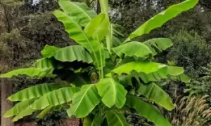 Image of Japanese Banana Musa Basjoo, One Plant, White