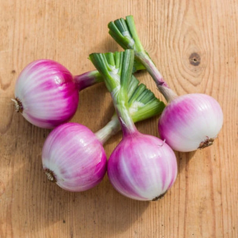 Image of Salad Onion Ruby Red Seeds Dual-Purpose Mild Sweet Onions For Salad & Cooking 1 X Packet 100 Seeds By Thompson & Morgan