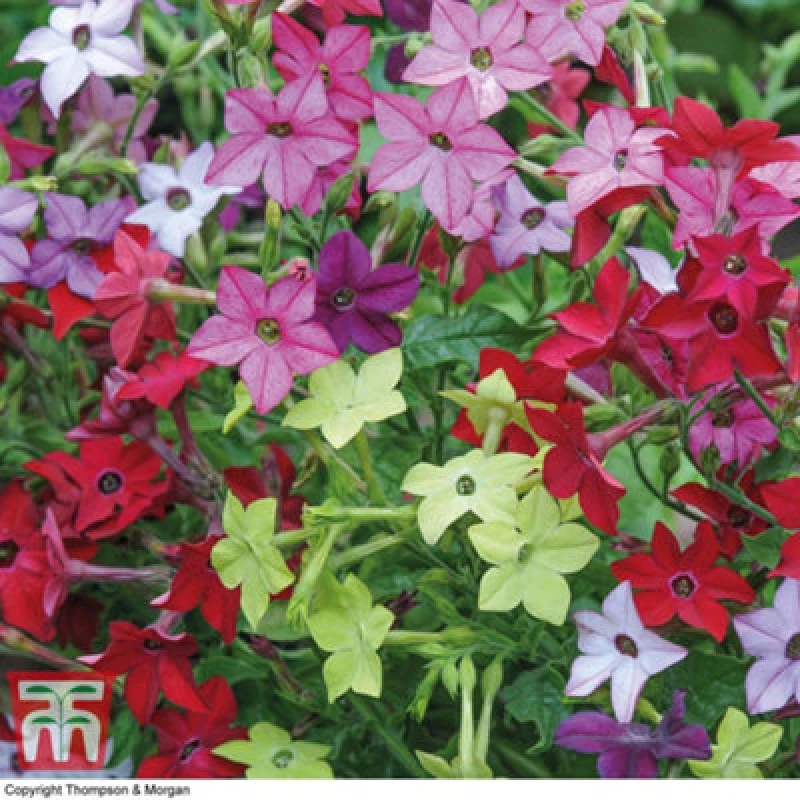 Image of Thompson & Morgan Nicotiana Eau De Cologne Mixed- 24 Plant
