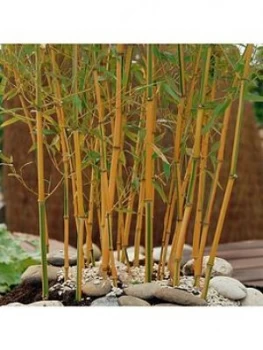 image of Yellow Bamboo Phyllostachys Aureocaulis 5L Pot 100 To 140Cm