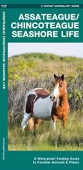 Image of Assateague/Chincoteague Seashore Life : A Waterproof Folding Guide to Familiar Animals & Plants