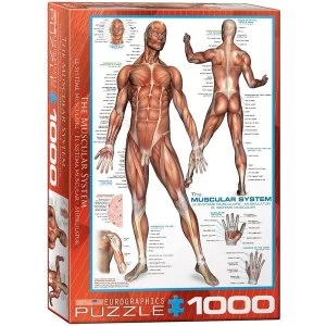 Image of The Muscular System Eurographics 1000 Piece Jigsaw Puzzle
