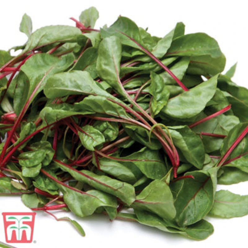 Image of Thompson & Morgan Chard Fire Fresh 1 Seed Packet (200 Seeds)