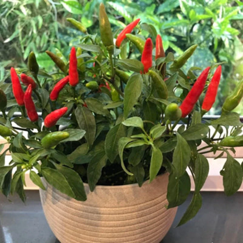 Image of Thompson & Morgan Chilli Pepper Quick Fire F1 1 Seed Packet