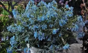 Image of Corydalis Flexuosa Porcelain Blue Jumbo Plug Plants, Three