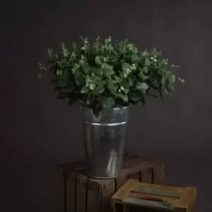 Image of Cineraria Eucalyptus Spray