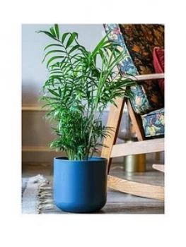 image of Ivyline Real Parlour Palm Plant In Pot