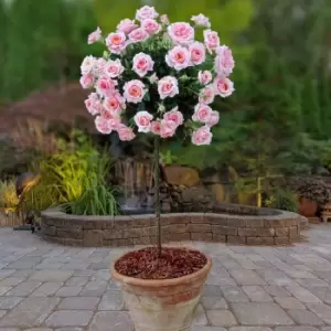 Image of Yougarden Pair of Pink Standard Roses 2pk