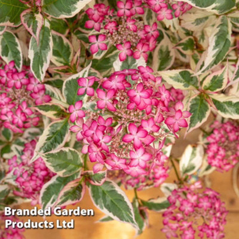 Image of Thompson & Morgan Hydrangea Serrata Euphoria Pink 3 Litre Potted Plant X 3