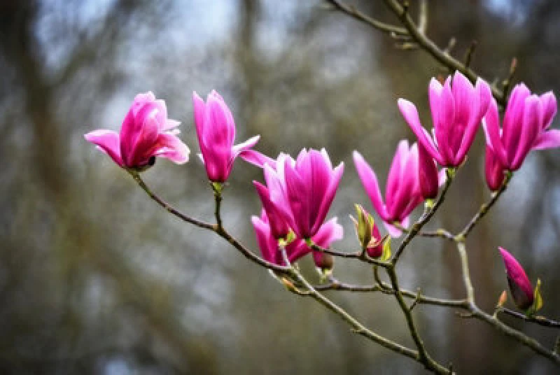 Image of Direct Plants Magnolia Susan Pink Tree Plant 100Cm Tall In A 3 Litre Pot