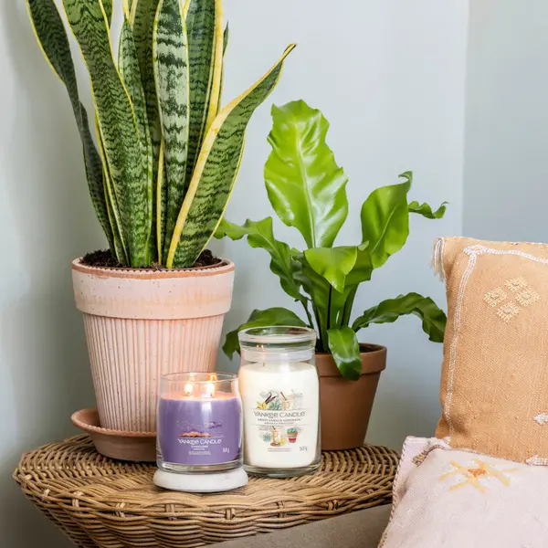 Image of Sweet Vanilla Horchata