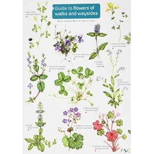 Image of Guide to flowers of walks and waysides: 2017 by Rebecca Farley-Brown (Hardback, 2017)