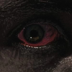 Image of Voreus - The Proclamation Cassette