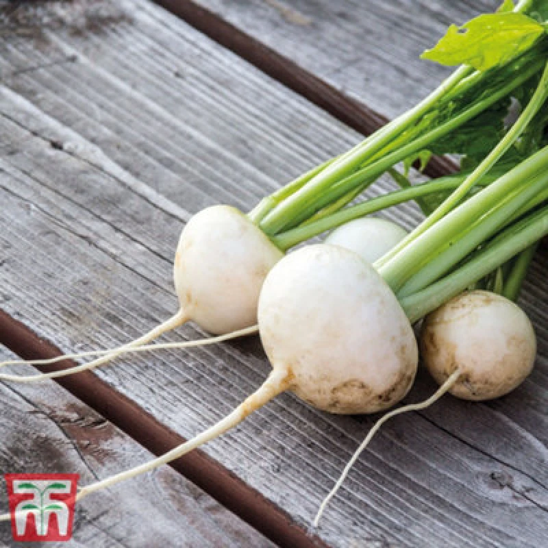 Image of Thompson & Morgan Turnip Rapa De Lodi 1 Seed Packet (5400 Seeds)