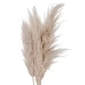 Image of Cream Pampas grass