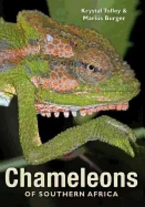 Image of chameleons of southern africa