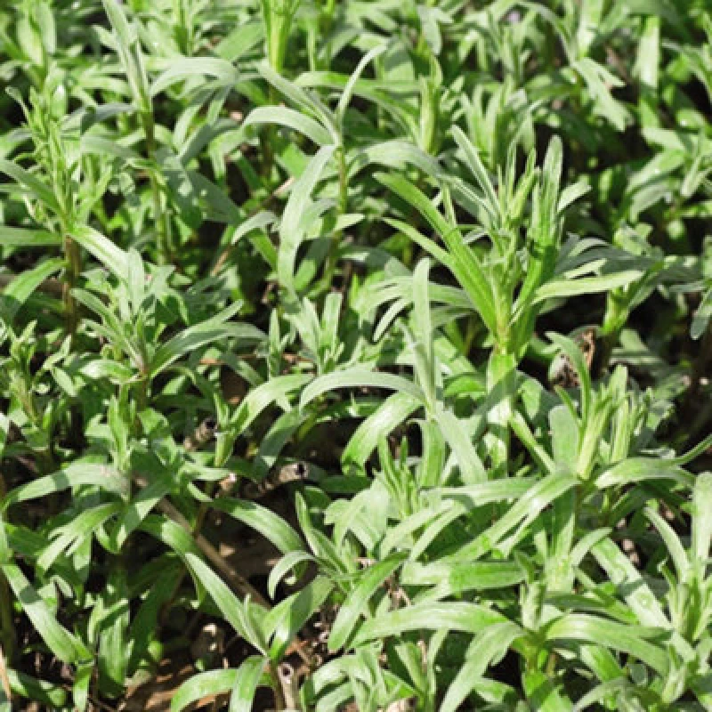 Image of Thompson & Morgan Herb Russian Tarragon 1 Seed Packet