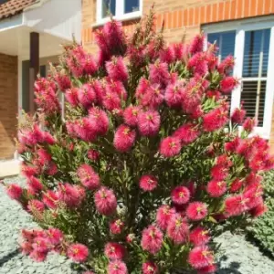 Image of YouGarden Bottlebrush Plant Callistemon Citrinus in 2.5L Pot