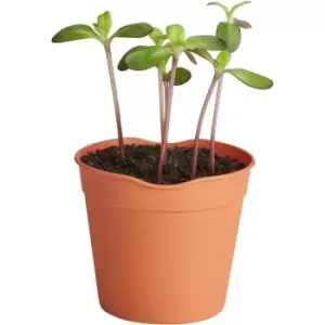 Image of Clever Pots Medium Easy Release Pots 5 Pack Garden & Outdoor