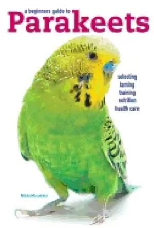Image of beginners guide to parakeets