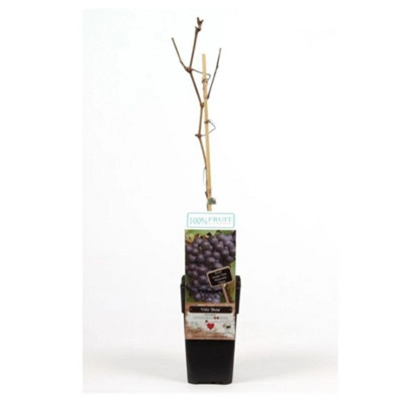 Image of Thompson & Morgan Vitis (Grape) Beta 15Cm Potted Plant X 1