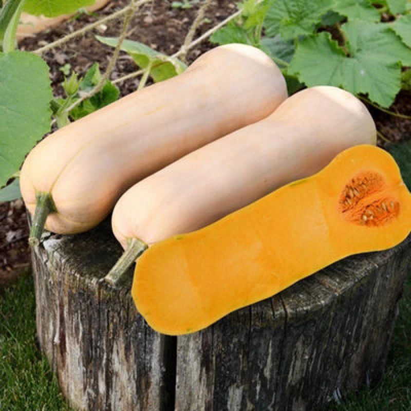 Image of Thompson & Morgan Betternut F1 Squash Seeds - Semi-Vining Pm Resistant Max Flesh Space Efficient