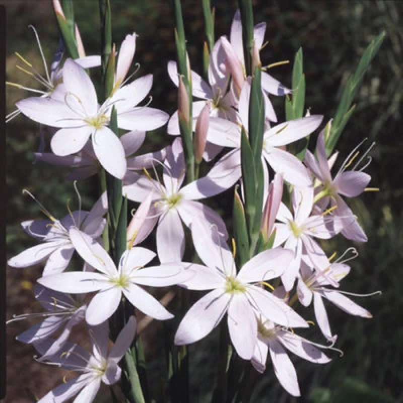 Image of Thompson & Morgan Hesperantha Coccinea Pink Princess 9Cm Potted Plant X 1