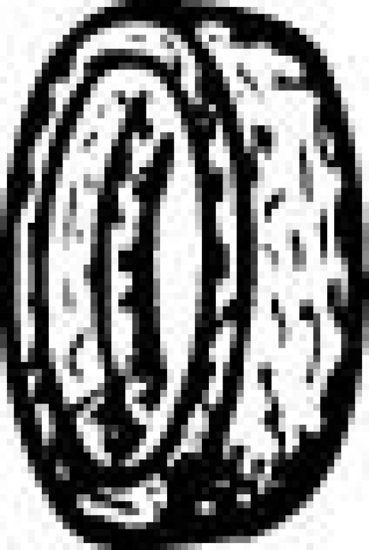 Image of Exhaust pipe gasket VEGAZ PGD-111