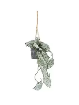 Image of Gallery Trailing Caladium Leaves In Pot White Green L850Mm