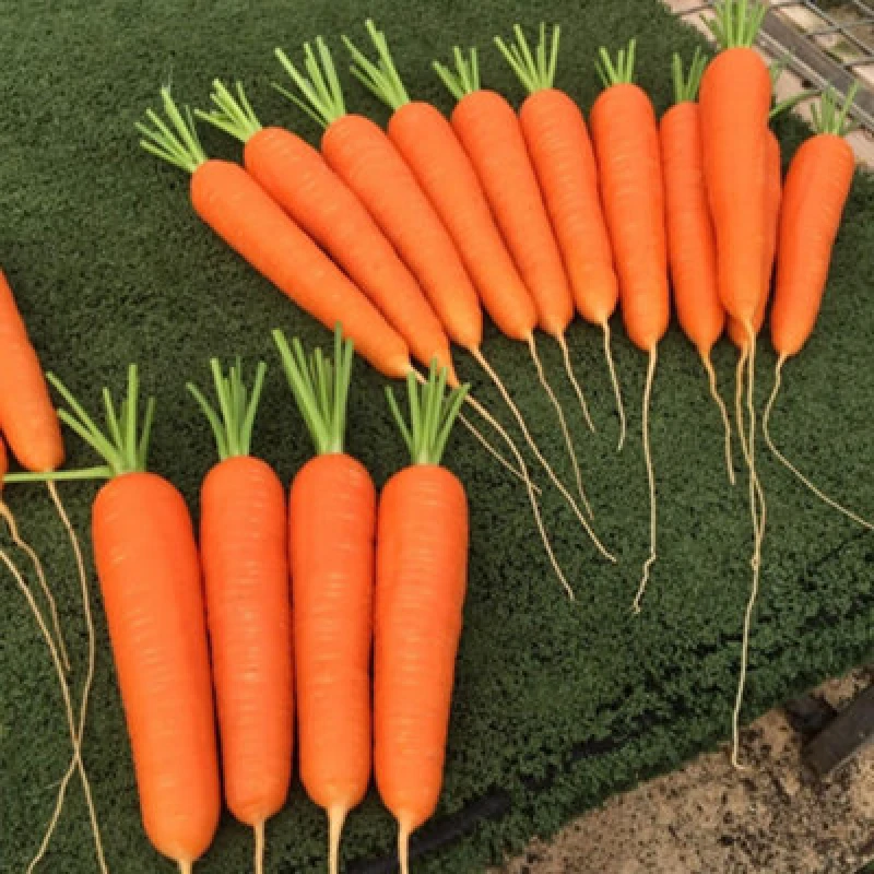 Image of Thompson & Morgan Carrot Octavo F1 Nantes Type Smooth Sweet Crisp High Yield Uniform Roots Seed Packet