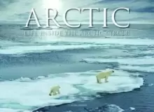Image of Arctic : Life inside the Arctic Circle